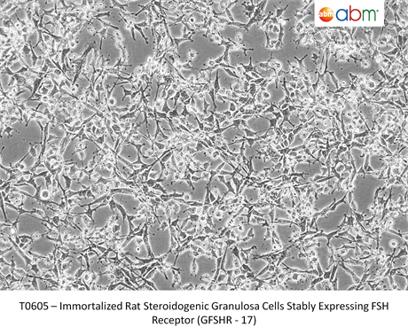 Immortalized Rat Steroidogenic Granulosa Cells stably expressing FSH Receptor (GFSHR-17)
