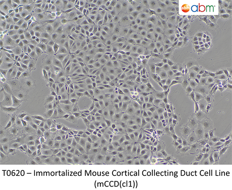 Immortalized Mouse Cortical Collecting Duct Cell Line (mCCD(cl1))