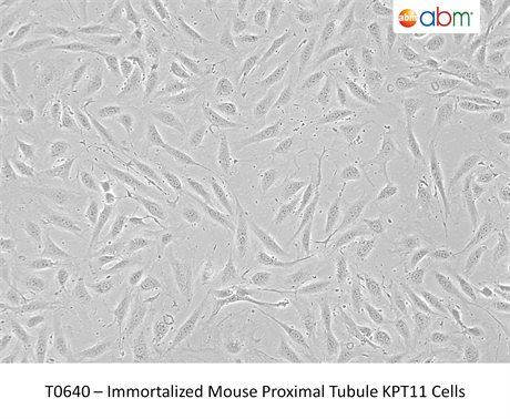 Immortalized Mouse Proximal Tubule KPT11 Cells