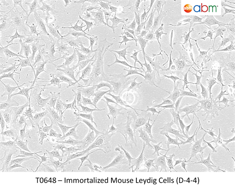 Immortalized Mouse Leydig Cells (D-4-4)