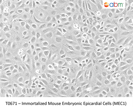 Immortalized Mouse Embryonic Epicardial Cells (MEC1)