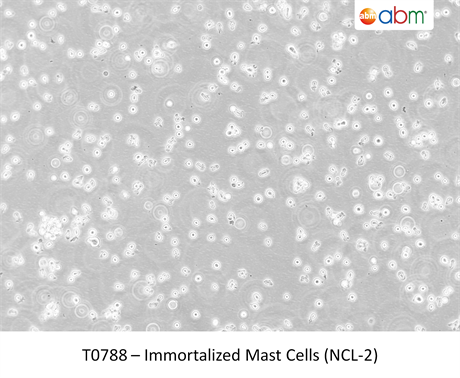 Immortalized Mast Cells (NCL-2)