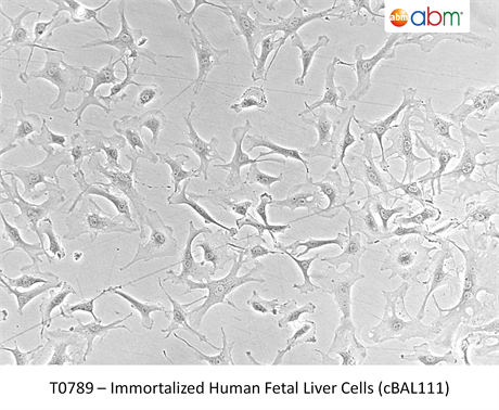 Immortalized Human Fetal Liver Cells (cBAL111)