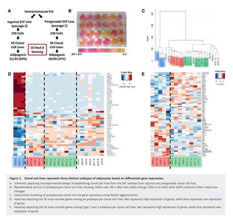 Immortalized Preadipocyte Clonal Cell Line SCF1-15; Type 3
