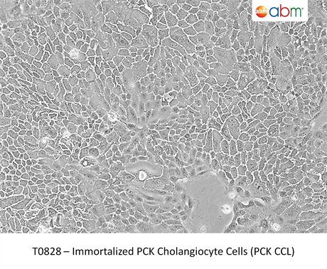 Immortalized PCK Cholangiocyte Cells (PCK CCL)