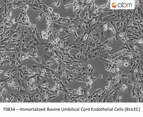 Immortalized Bovine Umbilical Cord Endothelial Cells (BUcEC)