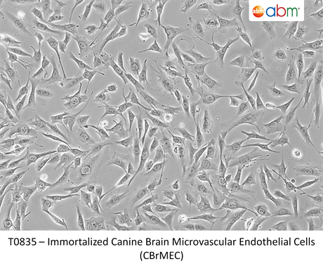 Immortalized Canine Brain Microvascular Endothelial Cells (CBrMEC)