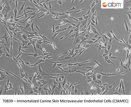 Immortalized Canine Skin Microvascular Endothelial Cells (CSkMEC)