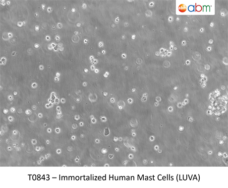 Immortalized Human Mast Cells (LUVA)