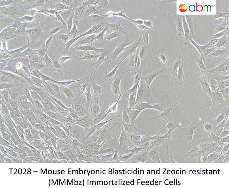 Mouse Embryonic Blasticidin and Zeocin-resistant (MMMbz) Immortalized Feeder Cells
