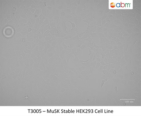 MuSK Stable HEK293 Cell Line