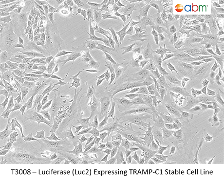 Luciferase (Luc2) Stable TRAMP Cell Line