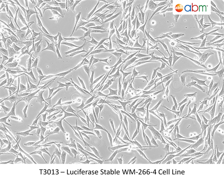 Luciferase Stable WM-266-4 Cell Line