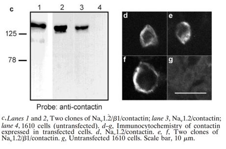 Na<sub>v</sub>2.1/beta1/Contactin Stable Chinese Hamster Lung Cell Line