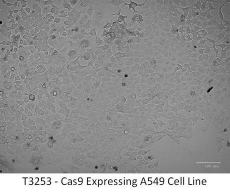 Cas9 Expressing A549 Cell Line