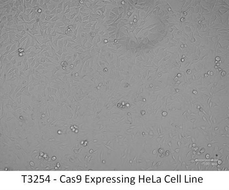 Cas9 Expressing HeLa Cell Line
