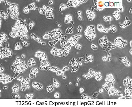 Cas9 Expressing HepG2 Cell Line