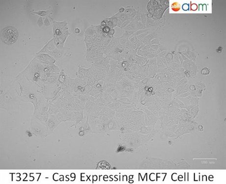 Cas9 Expressing MCF7 Cell Line