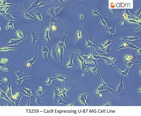 Cas9 Expressing U-87 MG Cell Line