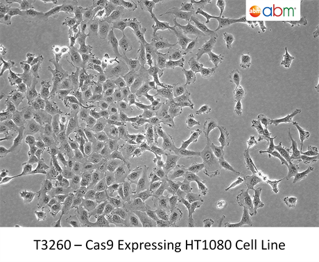 Cas9 Expressing HT1080 Cell Line