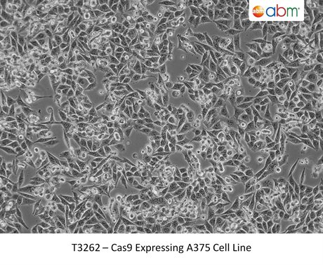 Cas9 Expressing A375 Cell Line