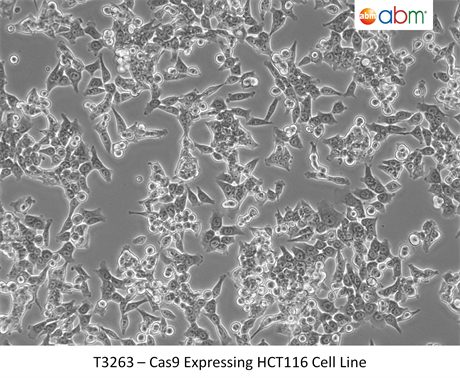 Cas9 Expressing HCT116 Cell Line