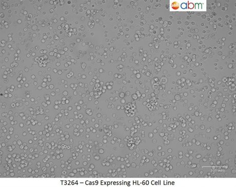  HL-60 cells stably expressing Cas9