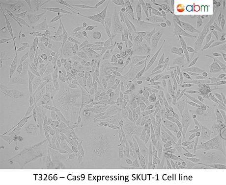 Cas9 Expressing SKUT-1 Cell line