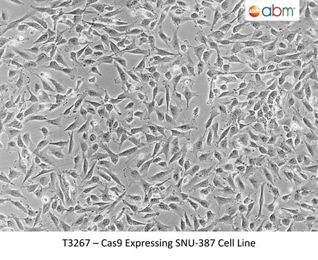 Cas9 Expressing SNU-387 Cell Line