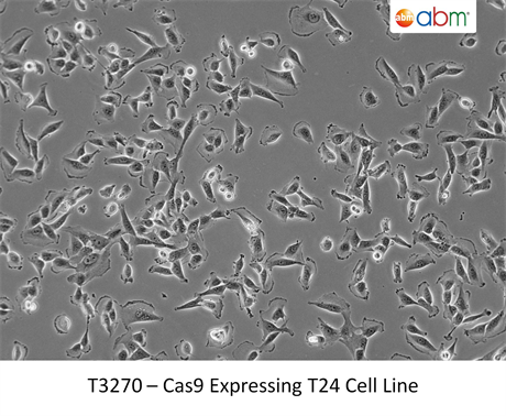 Cas9 Expressing T24 Cell line