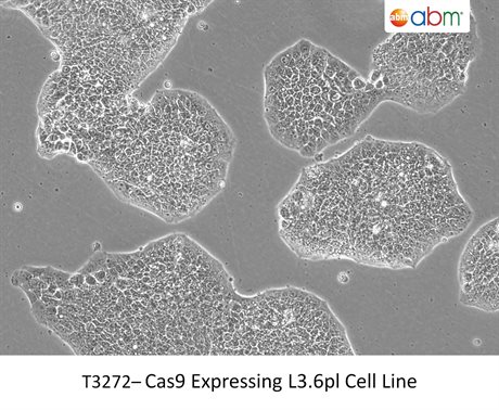 Cas9 Expressing L3.6pl Cell Line