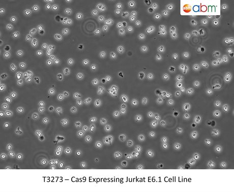 Cas9 Expressing Jurkat E6.1 Cell Line
