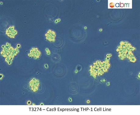 Cas9 Expressing THP-1 Cell Line