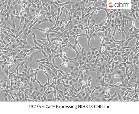 Cas9 Expressing NIH3T3 Cell Line