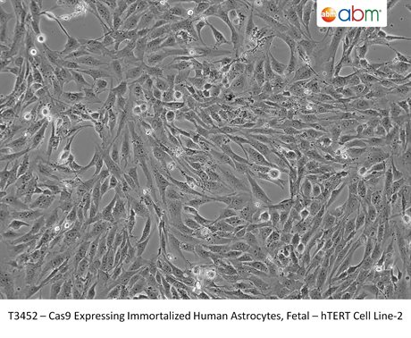Cas9 Expressing Immortalized Human Astrocytes, Fetal - hTERT Cell Line