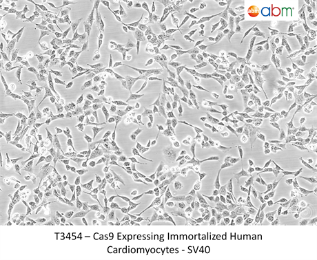 Cas9 Expressing Immortalized Human Cardiomyocytes - SV40