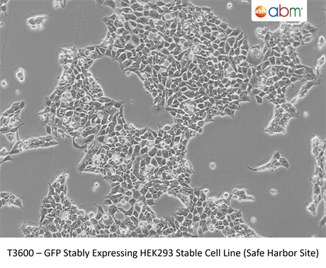 GFP Stably Expressing HEK293 Stable Cell Line (Safe Harbor Site)
