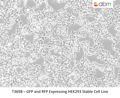 GFP RFP Dual Reporter Stably Expressing HEK293 Cell Line (690)