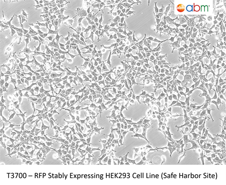 RFP Stably Expressing HEK293 Cell Line (Safe Harbor Site)