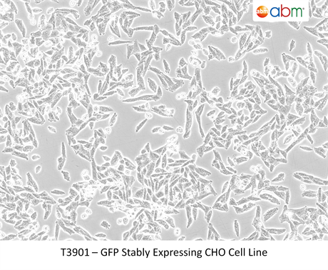 GFP Stably Expressing CHO Cell Line