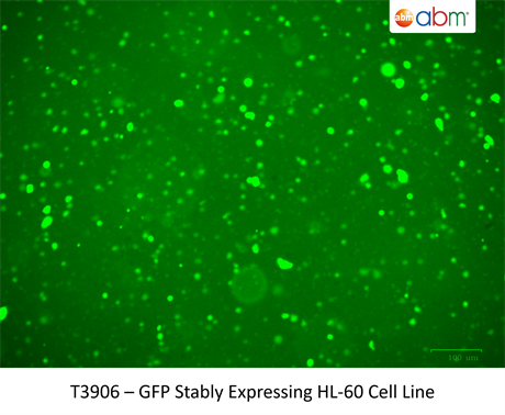 GFP Stably Expressing HL-60 Cell Line