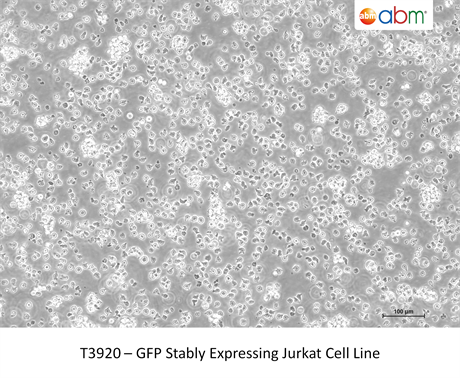 GFP Stably Expressing Jurkat Cell Line