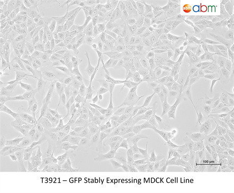 GFP Stably Expressing MDCK Cell Line