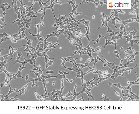 GFP Stably Expressing HEK293 Cell Line