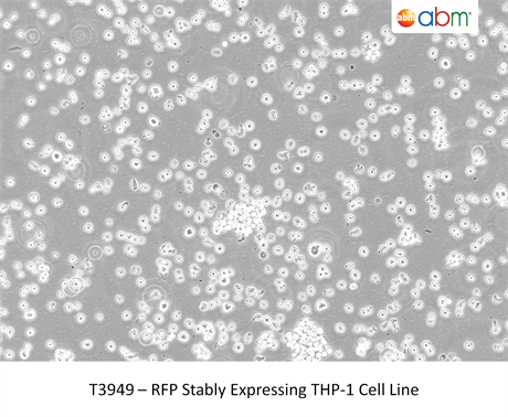 RFP Stably Expressing THP-1 Cell Line