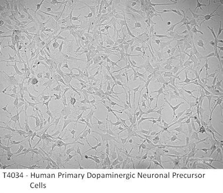 Human Primary Dopaminergic Neuronal Precursor Cells