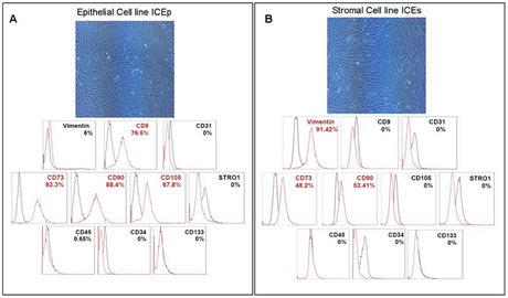Human Endometrial Somatic Stem Cells (Stromal Fraction hESP-ICEs)