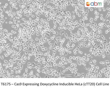 Cas9 Expressing Doxycycline Inducible HeLa (cTT20) Cell Line