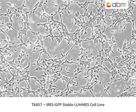 IRES-GFP Stable LUHMES Cell Line