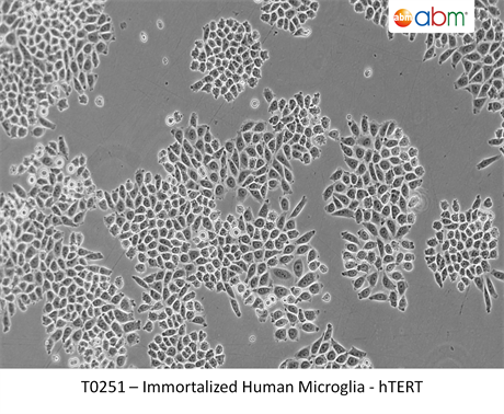 Immortalized Human Microglia - hTERT